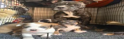 Staffordshire Bull Terrier dogs for sale: Staffy pups  - Advert 18