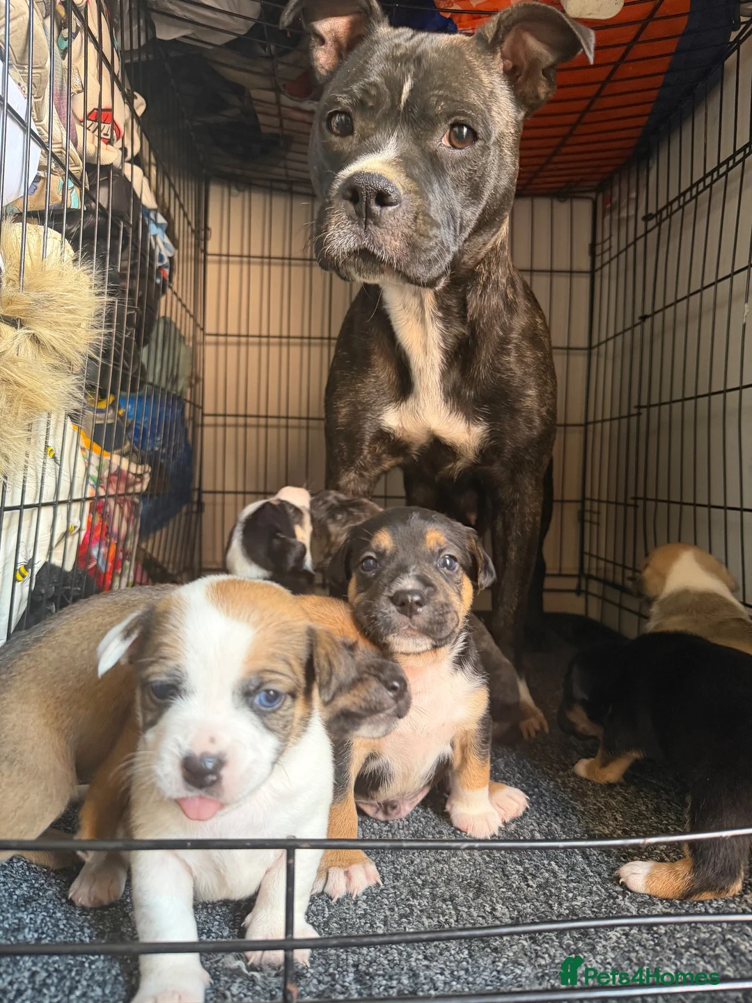 Staffordshire Bull Terrier dogs for sale: Staffy pups  - Advert 18