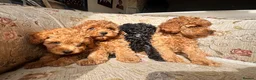 Toy Poodle dogs for sale: Beautiful Toy Poodle Puppies – Leeds in Leeds - Advert 4