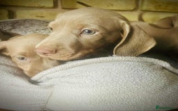 Miniature Dachshund dogs for sale: READY NOW ISABELLA MINIATURE DACHSHUND PUPPIES - Image 4