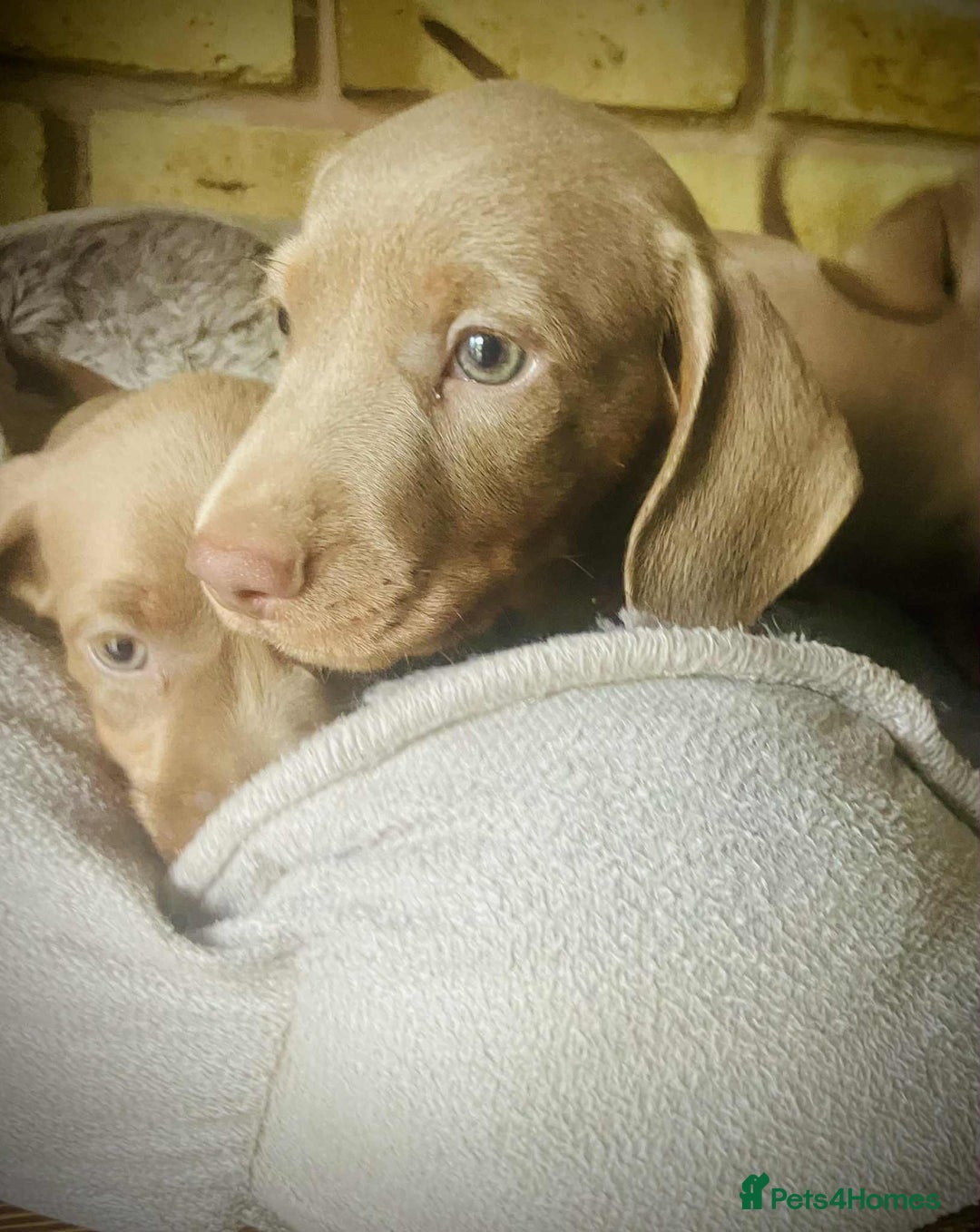 Miniature Dachshund dogs for sale: READY NOW ISABELLA MINIATURE DACHSHUND PUPPIES - Image 4