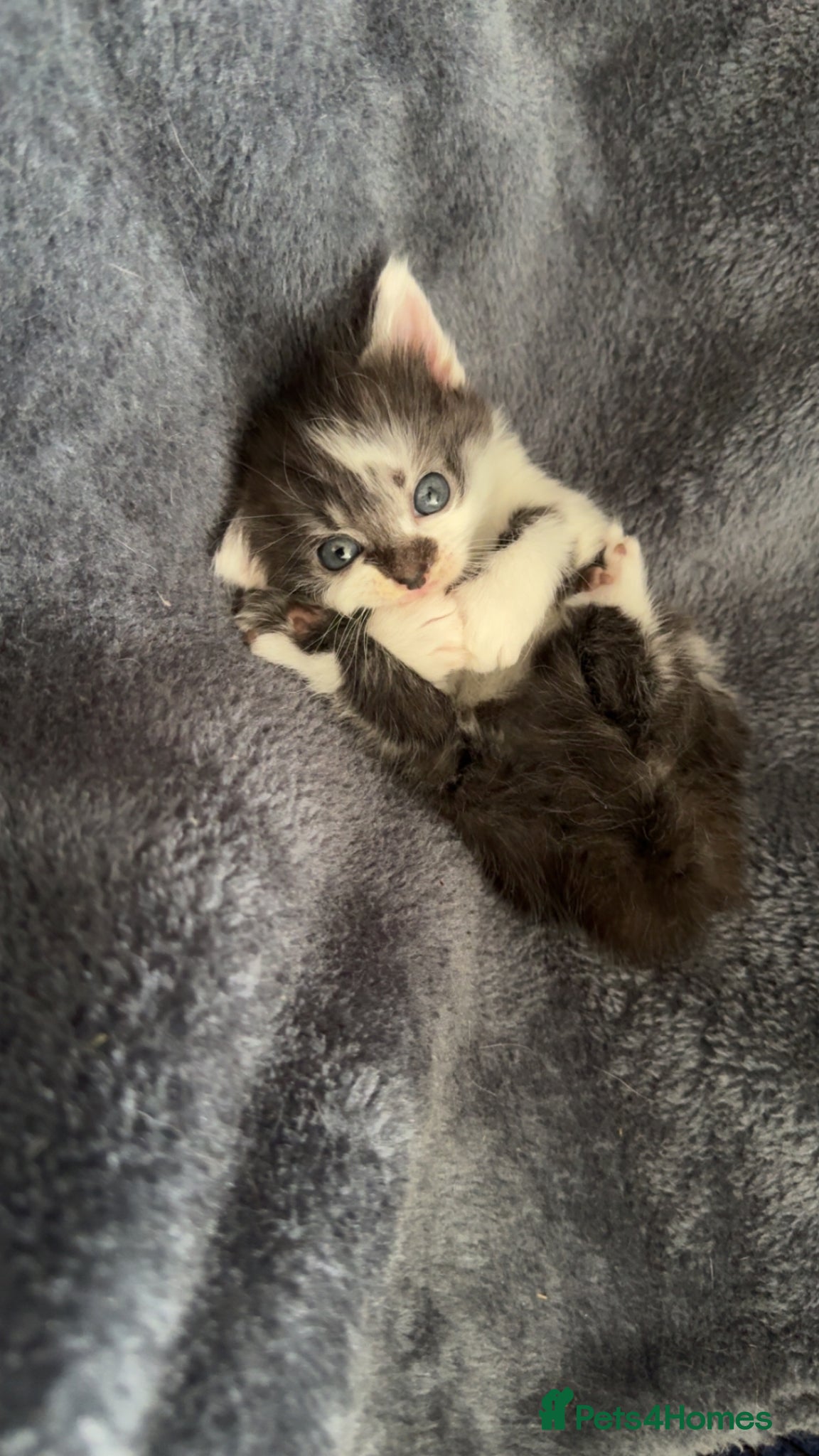 Mixed Breed cats for sale: 3 gorgeous kittens for sale - Advert 21