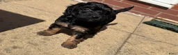 Cockapoo dogs for sale: 7 Gorgeous cockapoo Puppies  in Derby - Advert 13