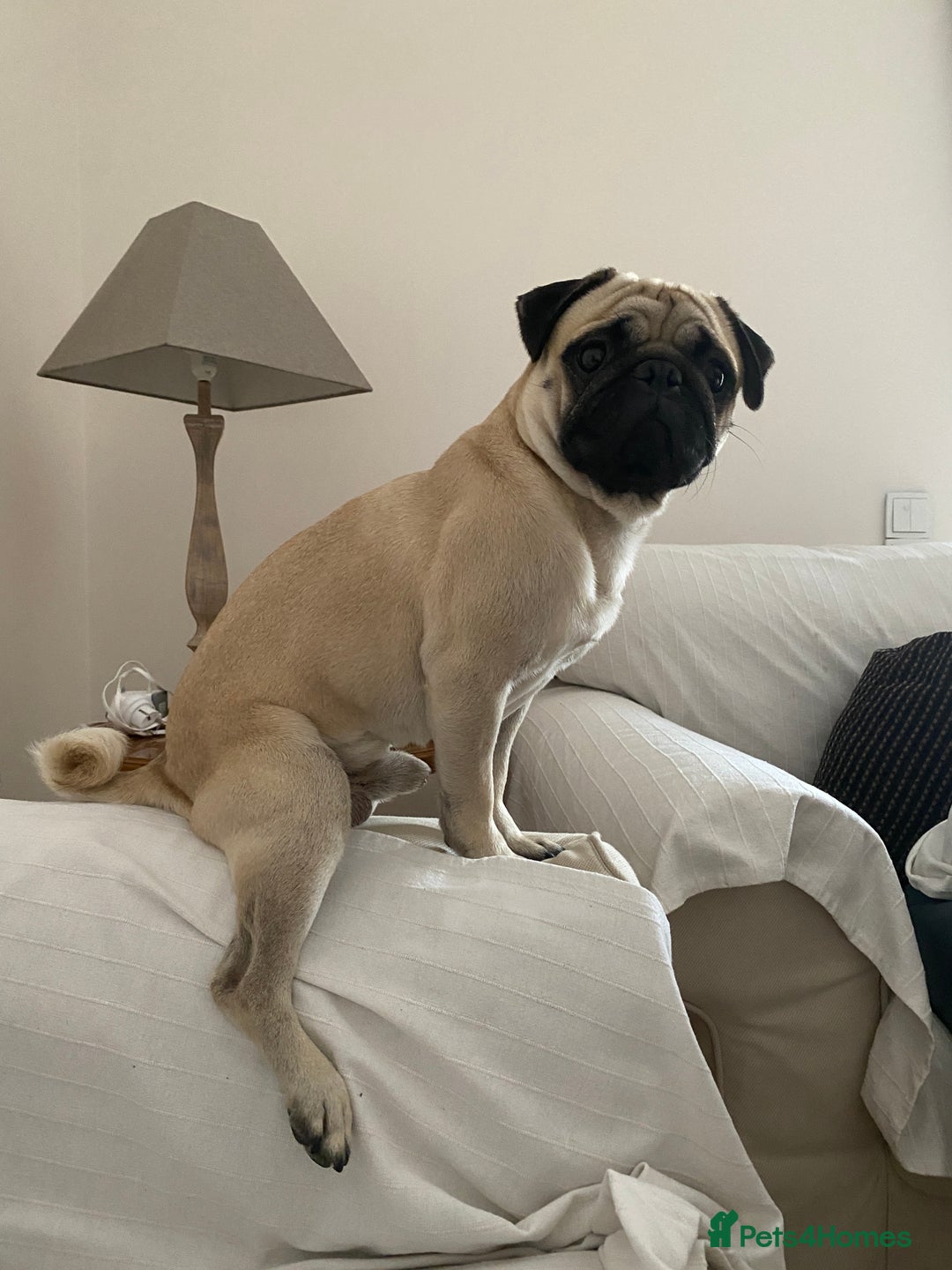 Pug dogs for stud: Pug / 5 generation pedigree male for stud - Advert 1