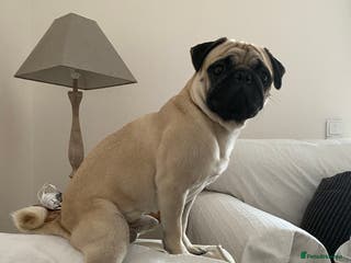 Pug dogs Pug / 5 generation pedigree male for stud - Advert 7