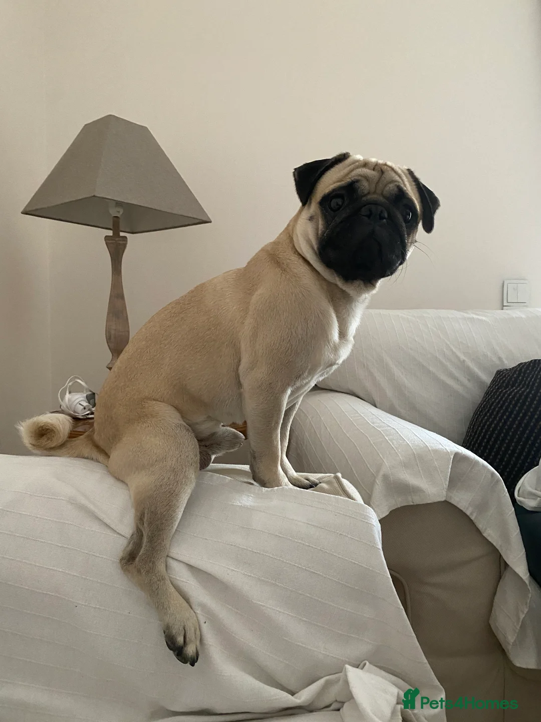 Pug dogs for stud: Pug / 5 generation pedigree male for stud - Advert 1