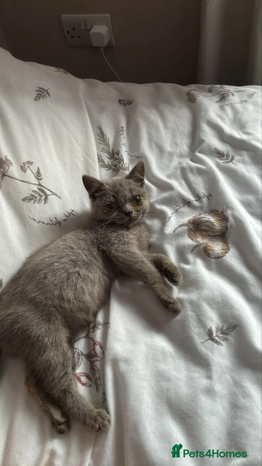 British Shorthair cats for sale: Female kitten for sale  - Advert 2