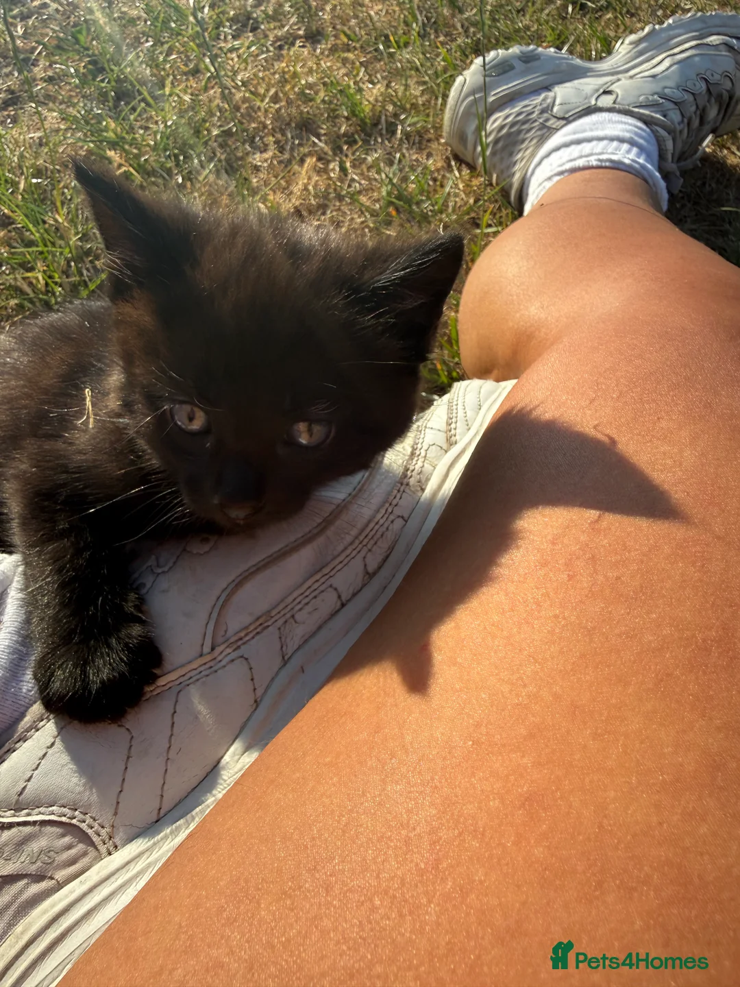 Mixed Breed cats for sale: Beautiful friendly kittens  - Advert 2