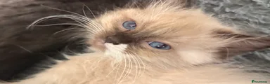 Ragdoll 3