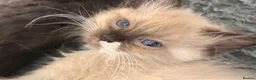 Ragdoll cats for sale: Stunning ragdoll kittens READY NOW - Advert 21