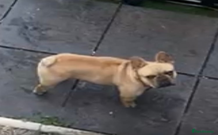 French Bulldog dogs - Advert 3