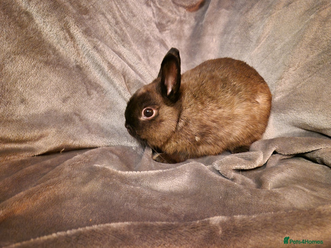 Netherland Dwarf rabbits for sale: Cute little netherland dwarf boys  - Image 5