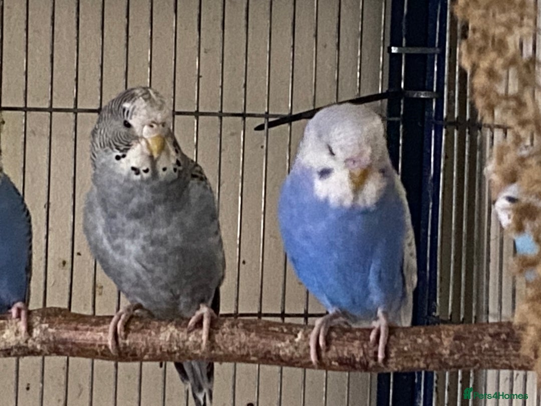 Budgerigars birds for sale: 6 Budgies  - Image 7