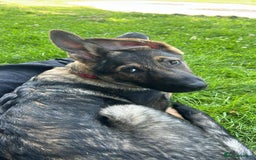 German Shepherd dogs for sale: Lucy’s 28 weeks old female  - Image 5