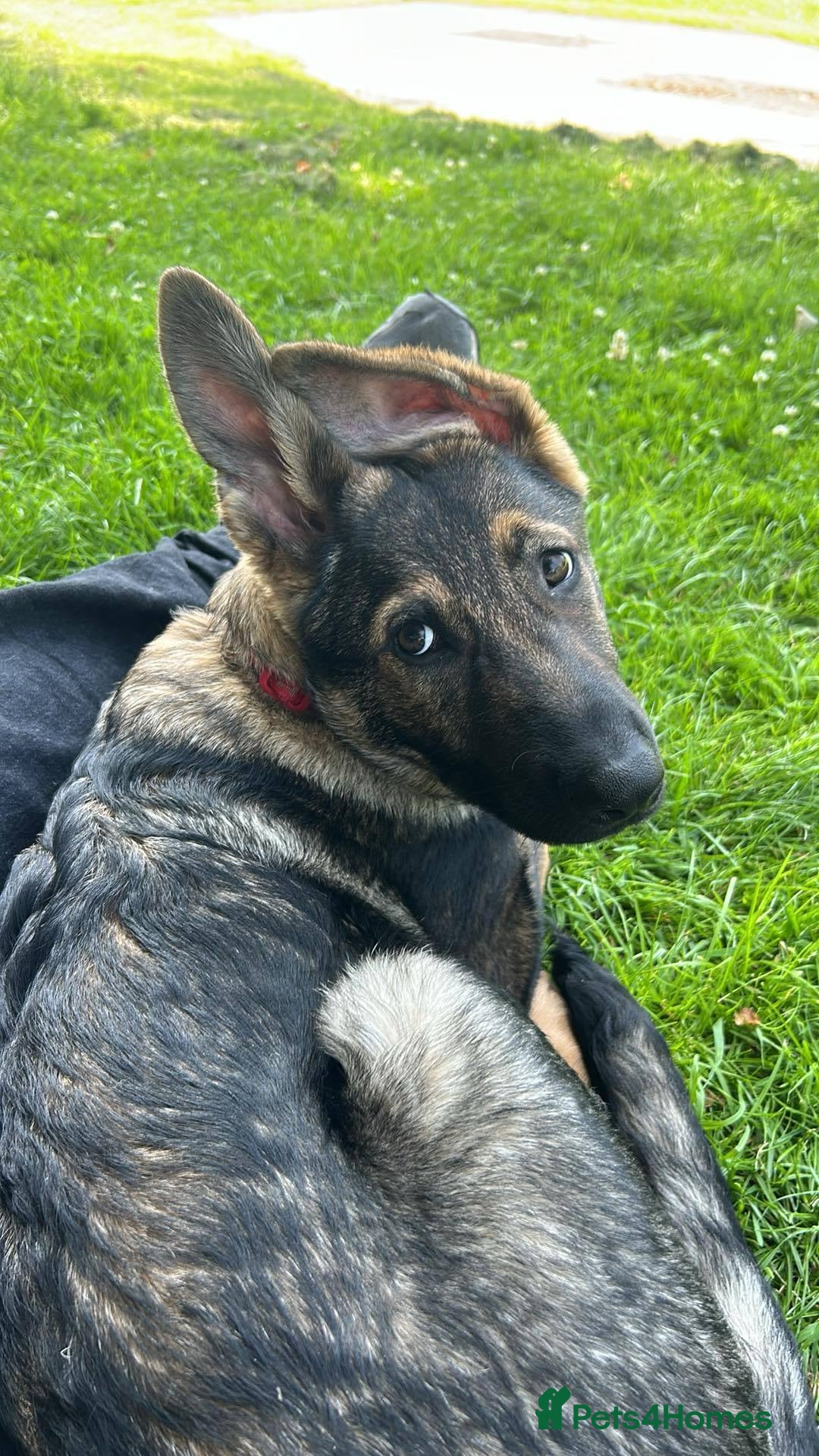German Shepherd dogs for sale: Lucy’s 28 weeks old female  - Image 5