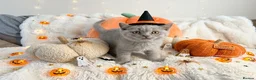 British Shorthair cats for sale: British shorthair kittens for sale  - Advert 8