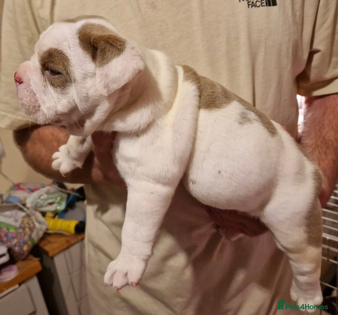Olde English Bulldogge dogs for sale: Old English bulldog puppies GENERATIONAL - Advert 31