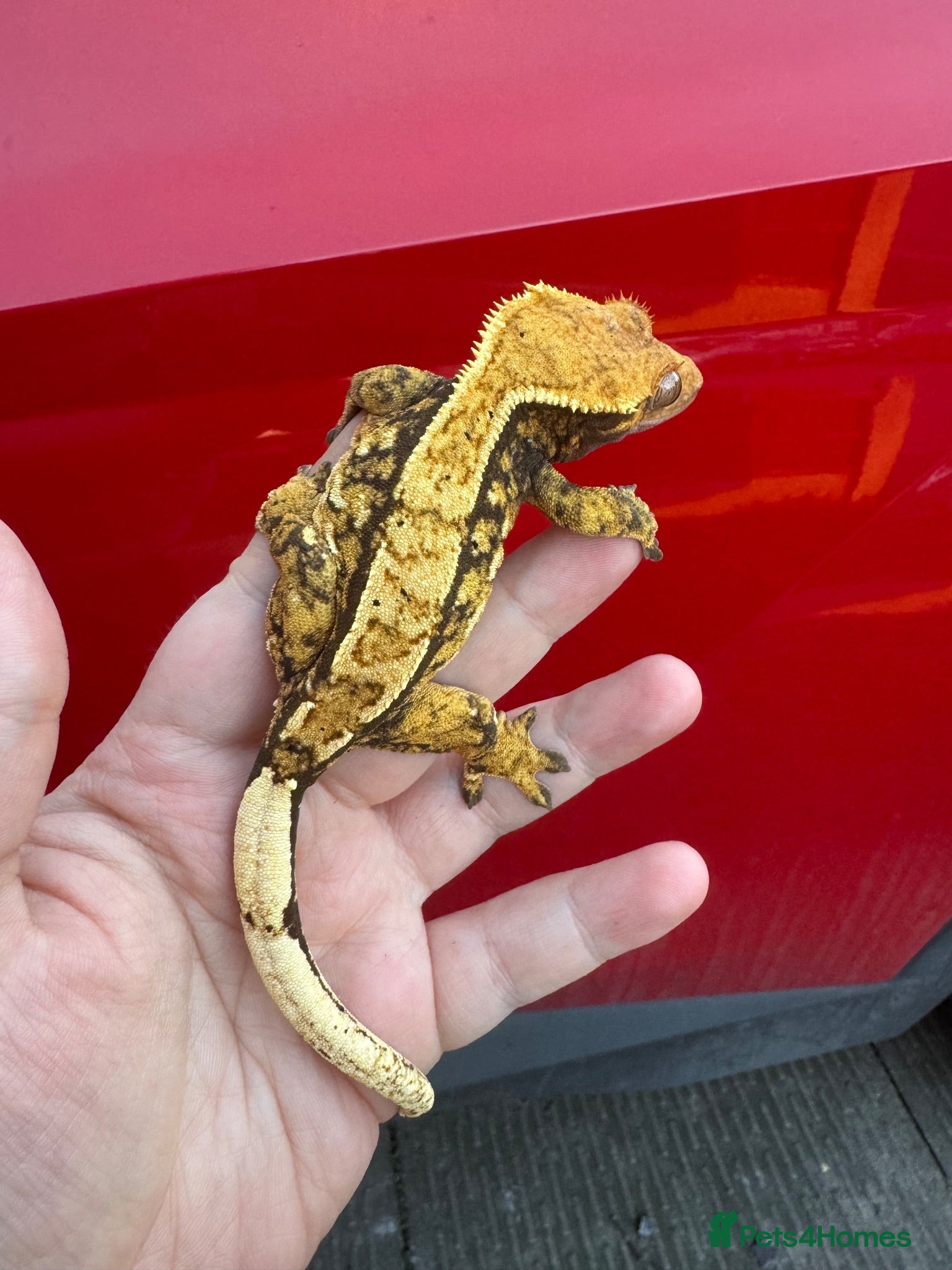 Gecko reptiles Various Crested Geckos for new homes  - Advert 18