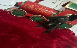 Cocker Spaniel dogs for sale: Working Cocker Spaniel Puppies - Advert 9