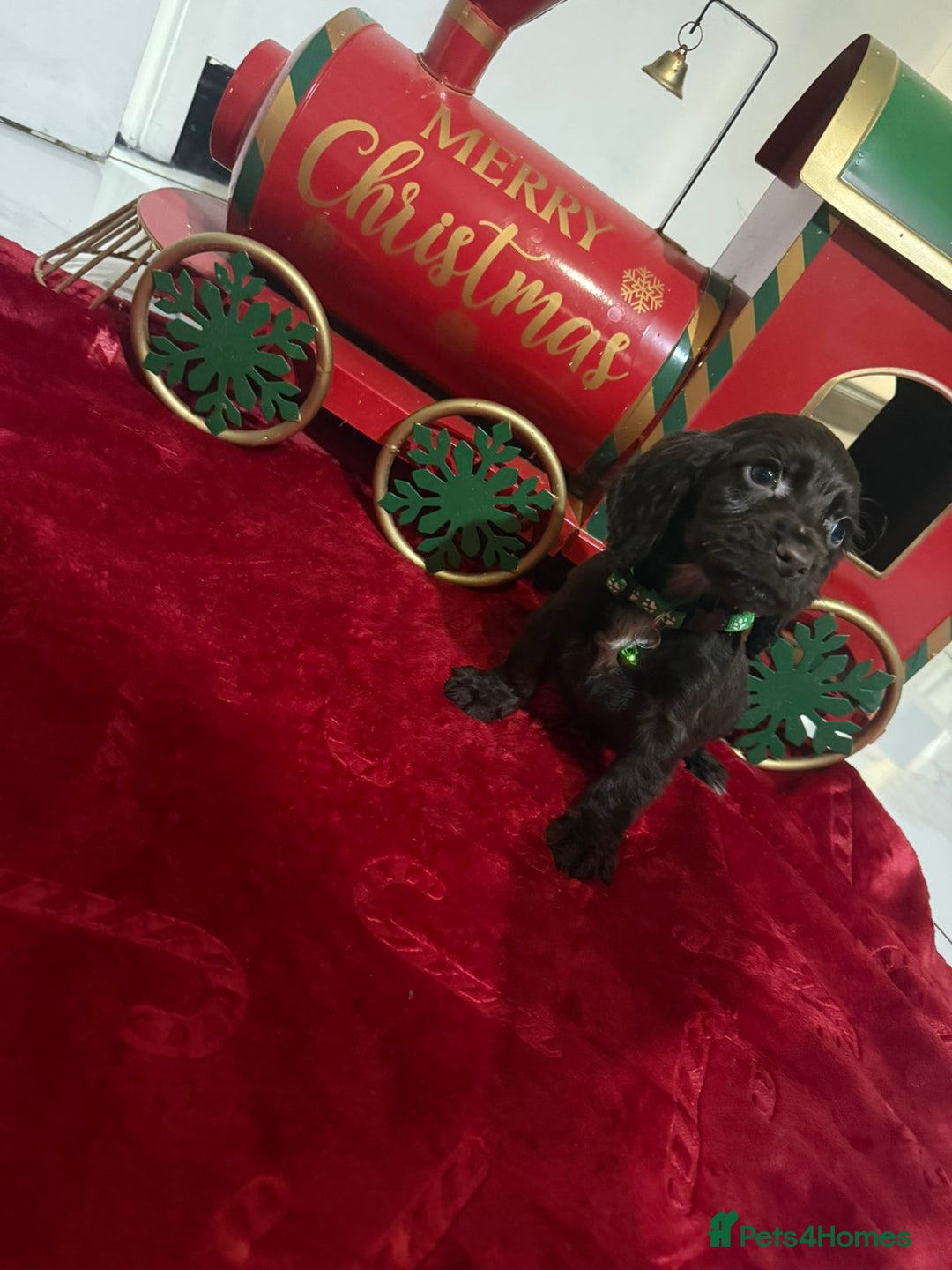 Cocker Spaniel dogs for sale: Working Cocker Spaniel Puppies - Advert 9