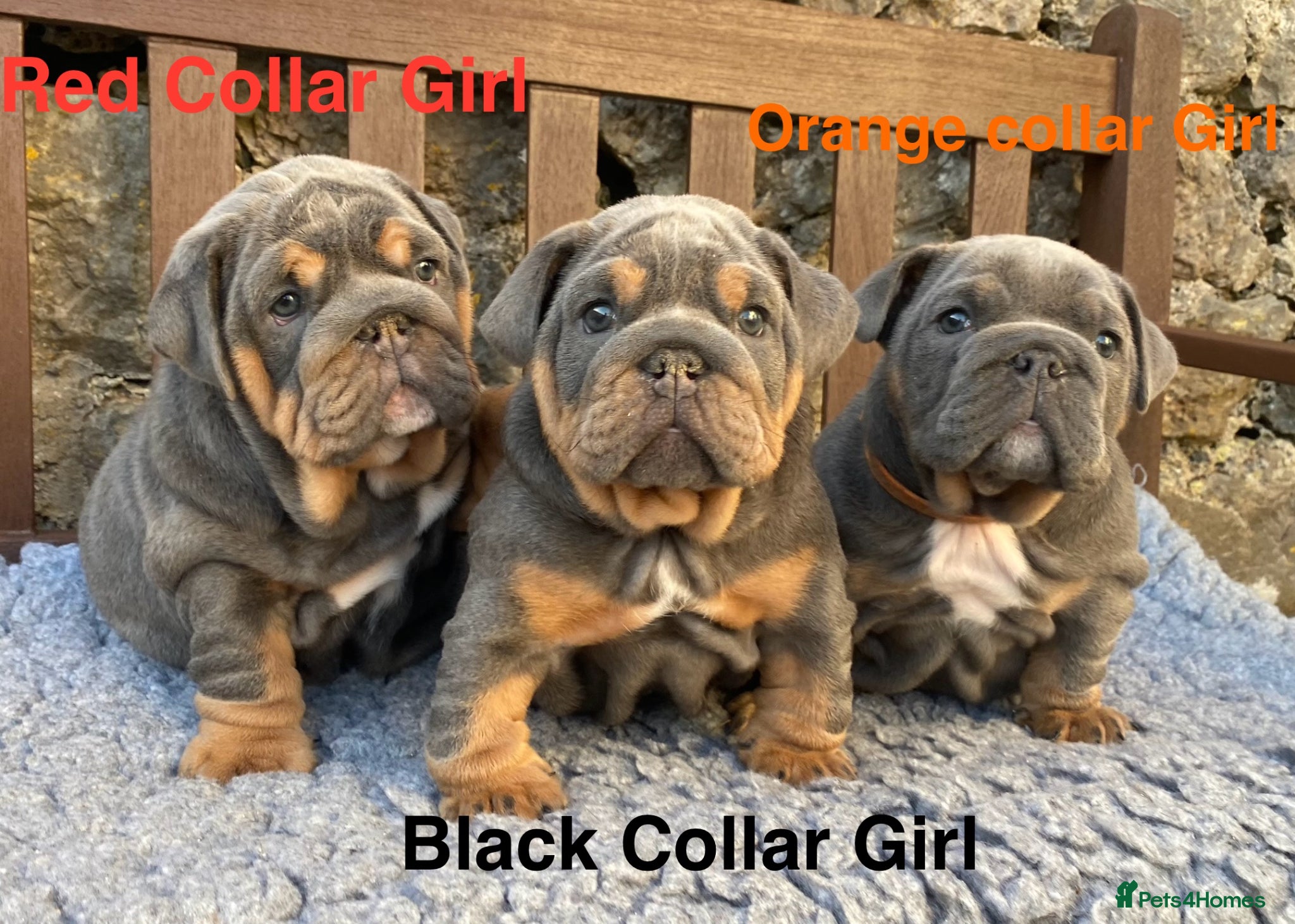 English Bulldog dogs Ready Friday! KC reg English bulldog puppies  - Advert 4