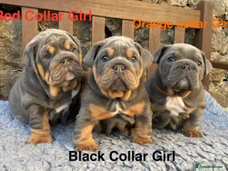 English Bulldog dogs Ready Friday! KC reg English bulldog puppies - Advert 4