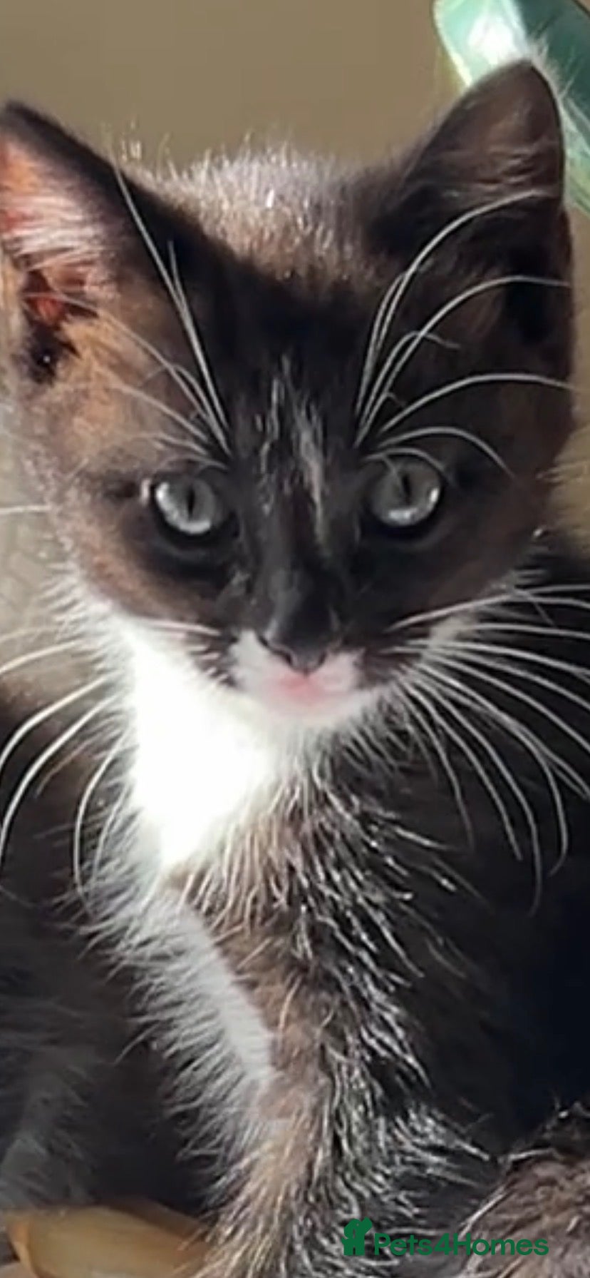 Mixed Breed cats Part Bengal & mixed, 2 black & white, 1 tabby male - Advert 1