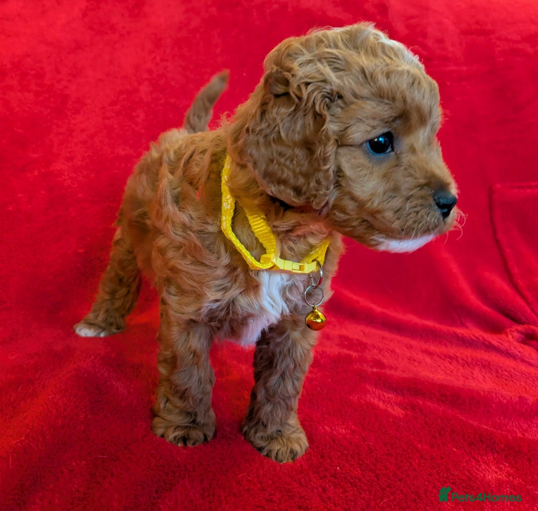 Cavapoo dogs for sale: F2 Cavapoo, Dog breeding license - Advert 30