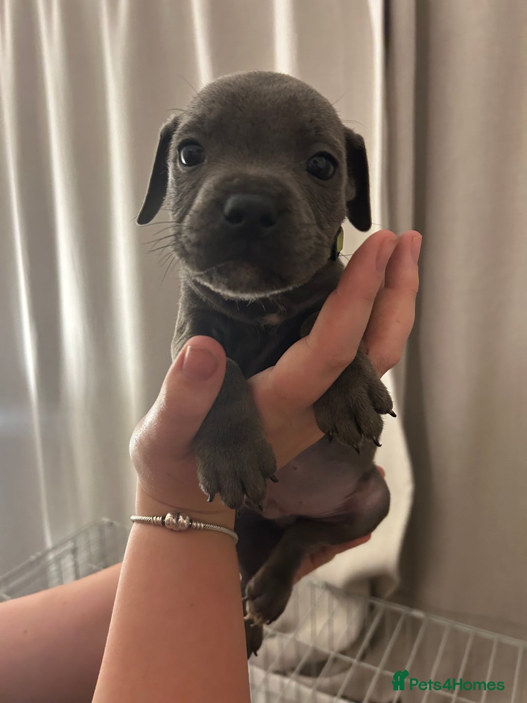 Staffordshire Bull Terrier dogs for sale: Stunning pure blue staffies - Image 4