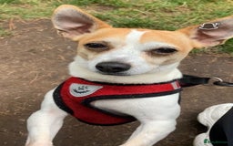 Mixed Breed dogs for sale: Chihuahua cross Jack Russell 10-11yrs old  - Image 1