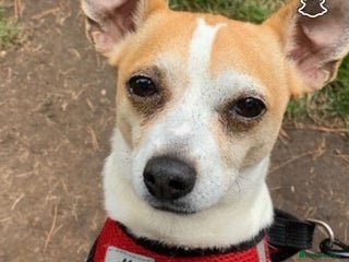 Mixed Breed dogs - Advert 21