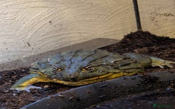 Frog reptiles for sale: Male Giant African Bull Frog - Image 1