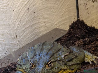 Frog reptiles for sale - Advert 2