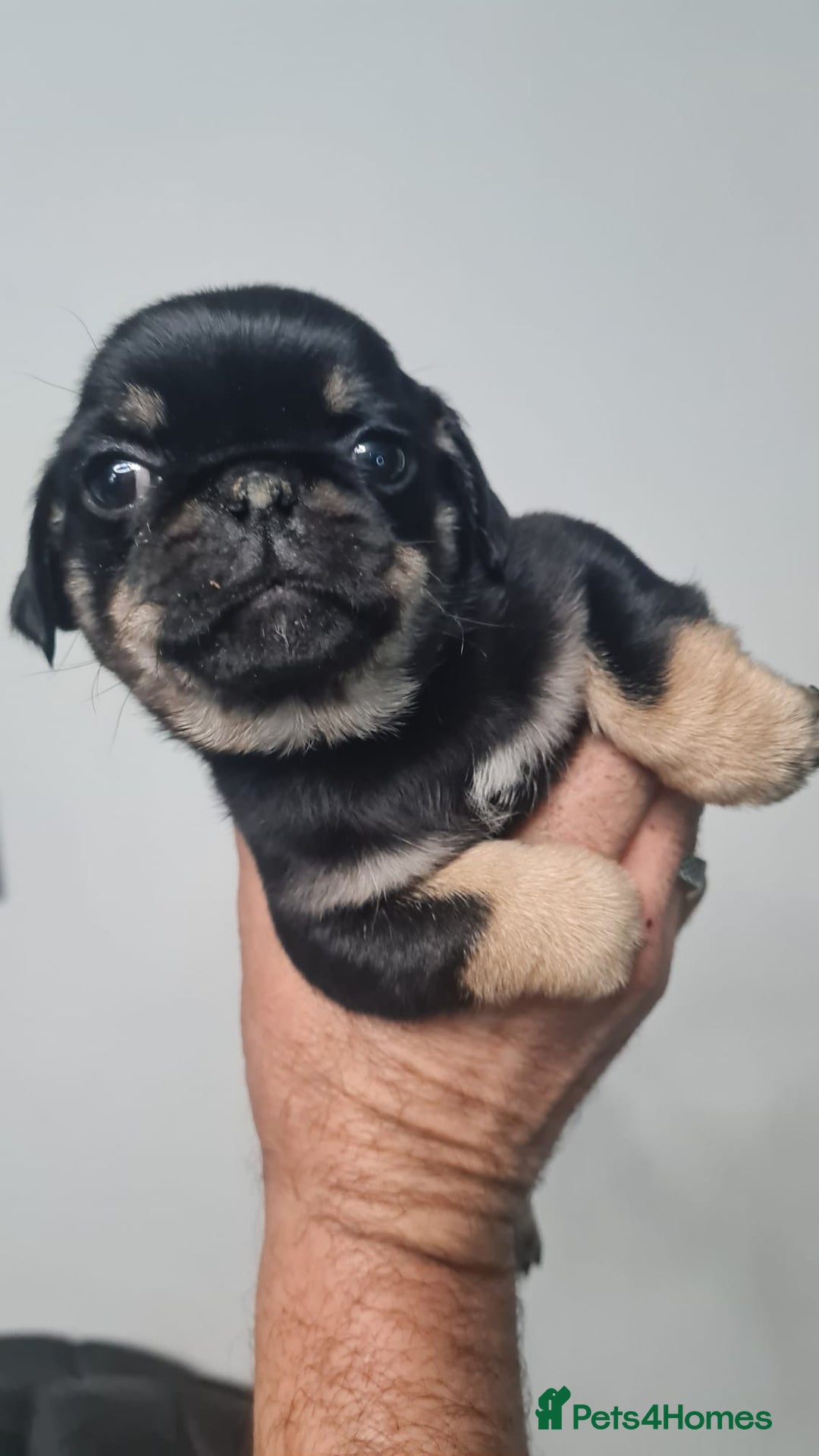 Pug dogs for sale: Pug 1 boy kc  - Advert 20