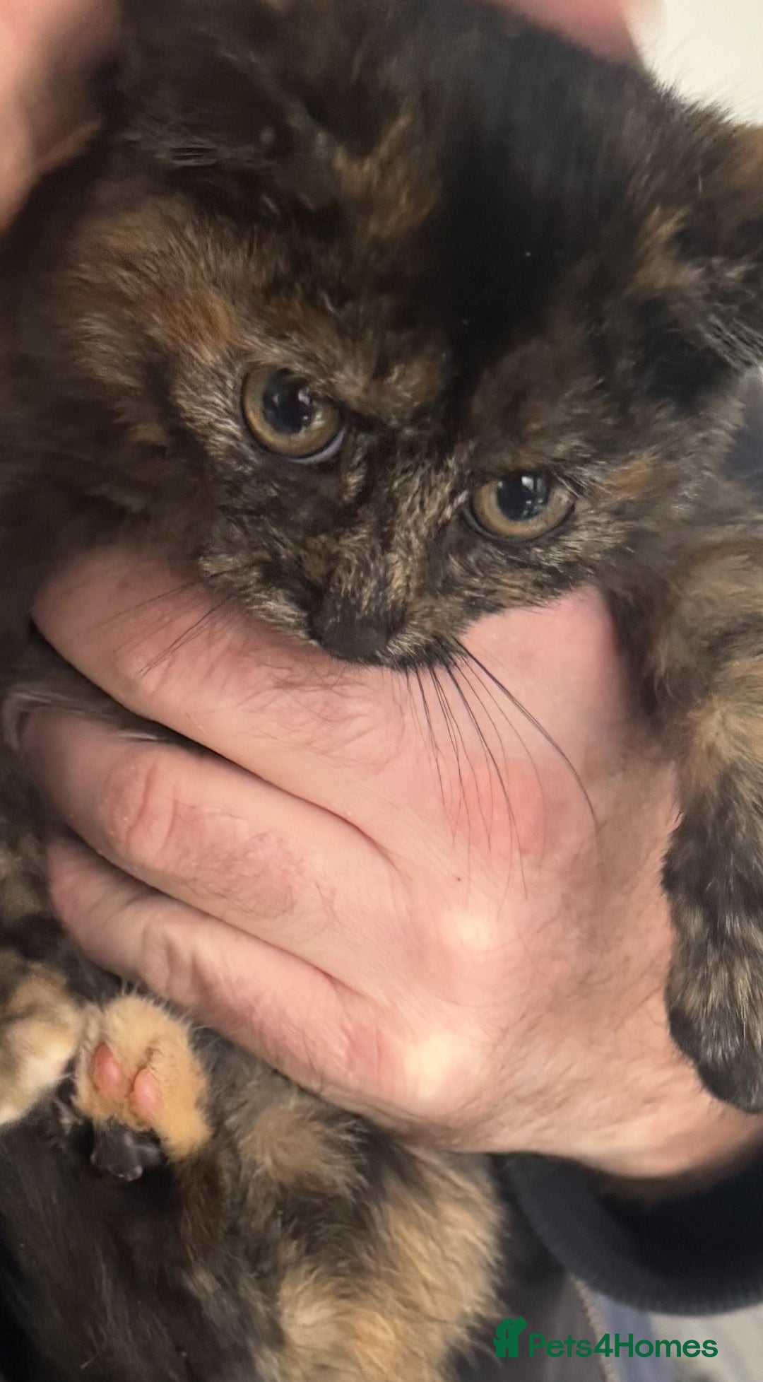 Mixed Breed cats for sale: Two beautiful kittens - Advert 3