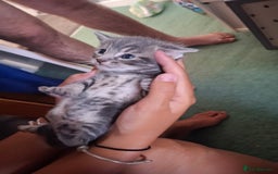 Mixed Breed cats for sale: British short hair cross kittens - Image 8