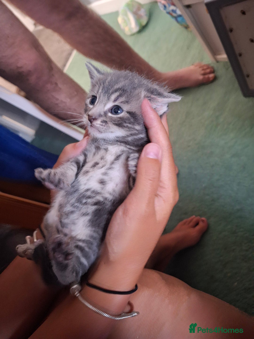 Mixed Breed cats for sale: British short hair cross kittens - Image 8