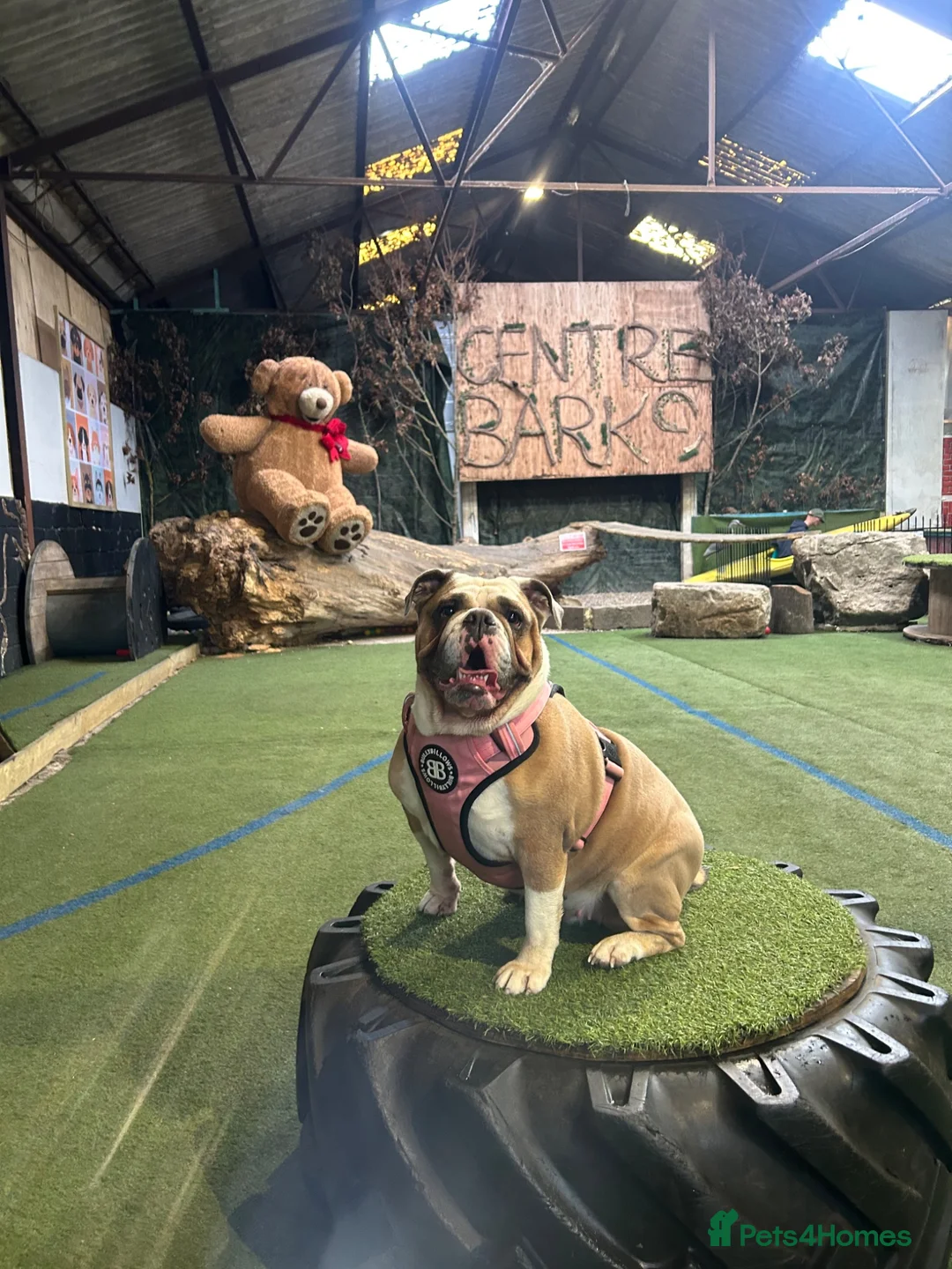 Olde English Bulldogge dogs for stud: 🐾TRI-LILAC OLDE ENGLISH BULLDOG STUD✨ in Barnsley - Advert 2