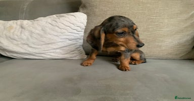 Miniature Dachshund dogs - Advert 11