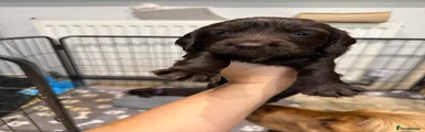 Cocker Spaniel 3