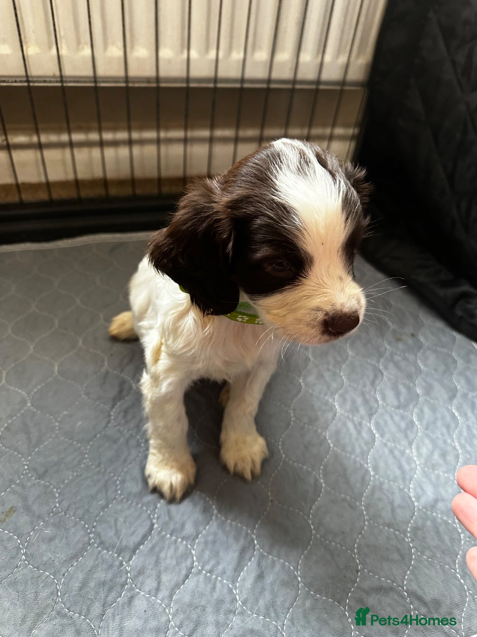 English Springer Spaniel dogs 2 BOYS LEFT - Liver & White Springer Spaniel Pups - Advert 4