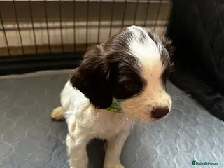 English Springer Spaniel dogs 2 BOYS LEFT - Liver & White Springer Spaniel Pups - Advert 4