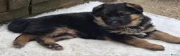 German Shepherd dogs for sale: Beautiful German shepherd puppies 1 left - Advert 29