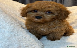 Cavapoo dogs for sale: F1 stunning red Cavapoo girl  fully vaccinated  - Image 3