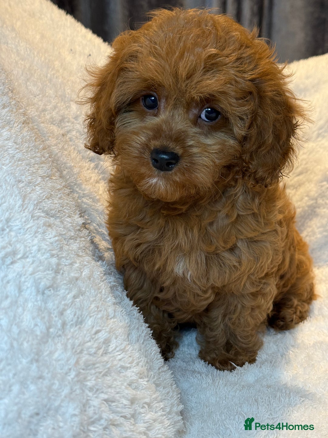 Cavapoo dogs for sale: F1 stunning red Cavapoo girl  fully vaccinated  - Image 3