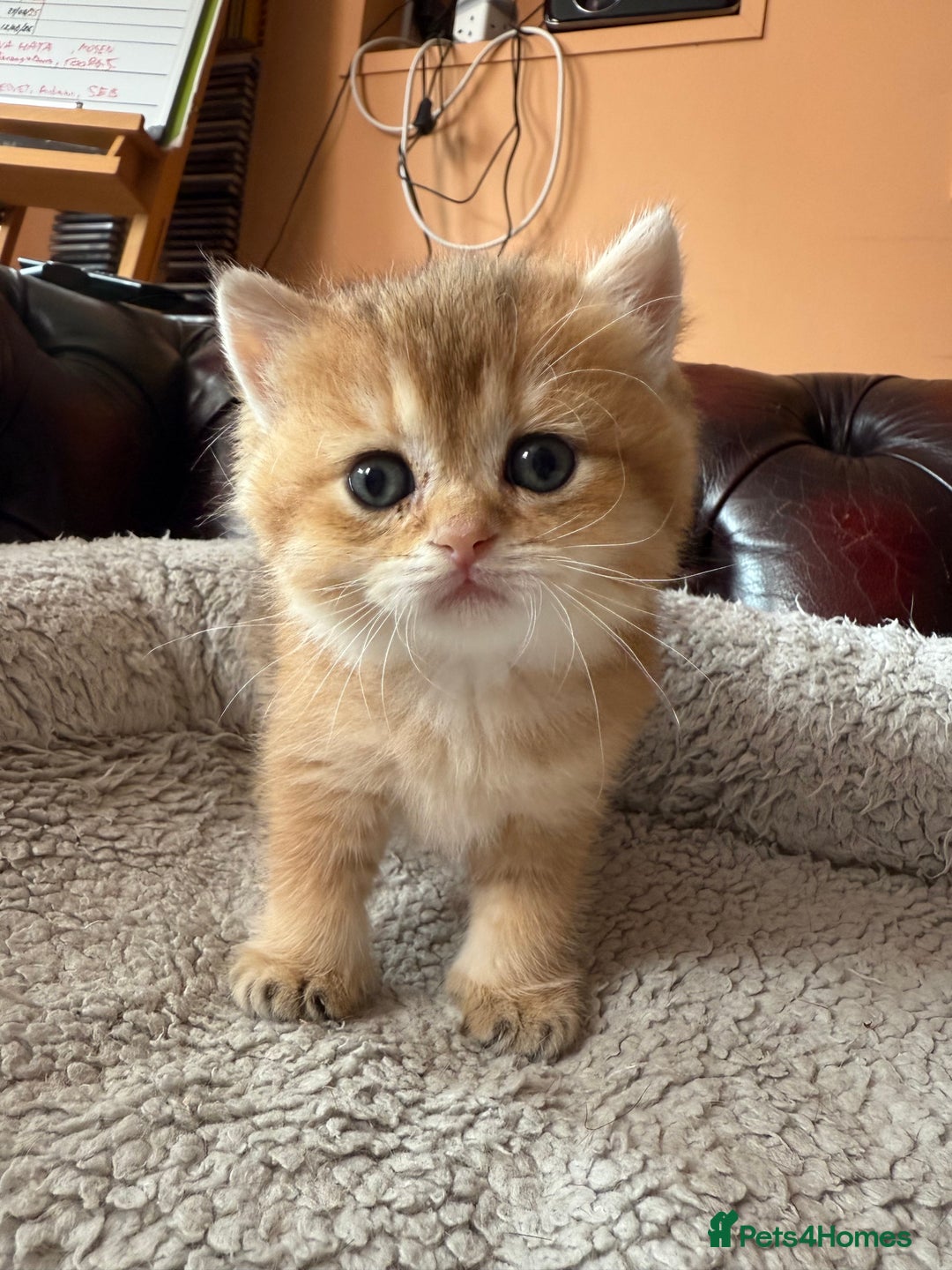 British Shorthair cats for sale: 3 Lovely Golden BSH males - Image 14