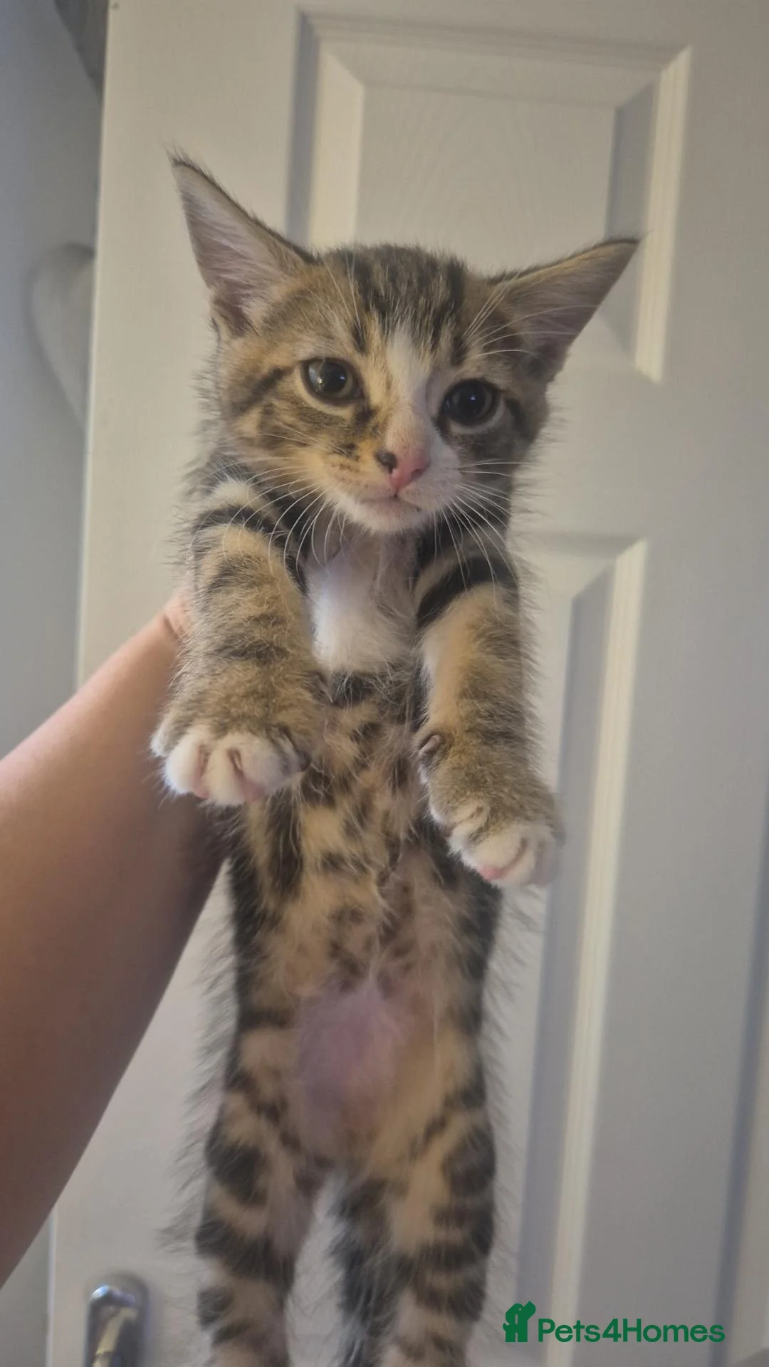 Mixed Breed cats for sale: Boy Bengal Cross Kittens Ready for a Loving Home - Advert 2
