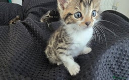 Bengal cats for sale:  Bengal with long haired blk & white kittens - Image 15