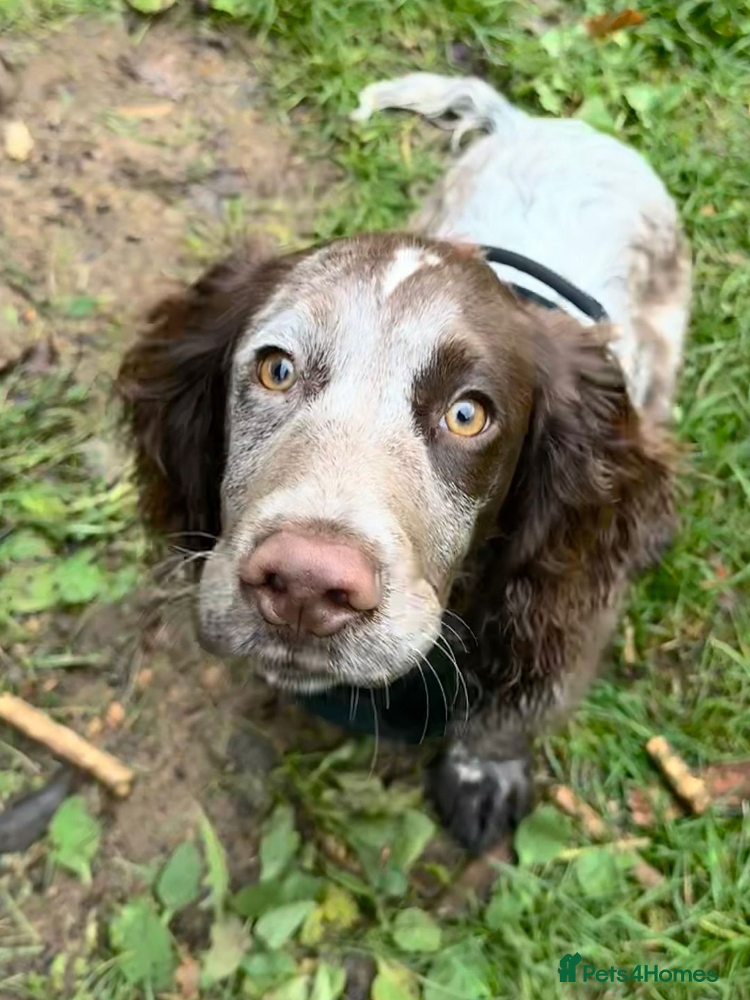 Cocker Spaniel dogs for sale: Cocker Spaniel  - Advert 4