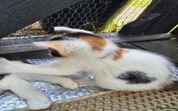 Mixed Breed cats for sale: Premium mixed breed kittens - Image 26